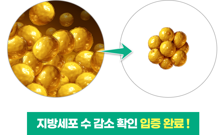 지방세포 수 감소 확인 입증 완료!